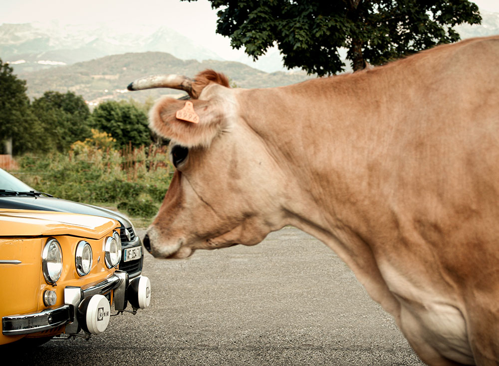 Road trip au pas d'une vache